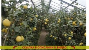 🔥 ЛИМОН ПАВЛОВСКИЙ УХОД И ВЫРАЩИВАНИЕ В ДОМАШНИХ УСЛ?