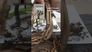 Очищаю корневую систему замиокулькаса от СУХИХ КОРНЕ?