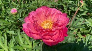 Пион 'New Millennium'