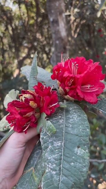 «Лали Гурас» - это знакомое нам растение рододендрон #n смотреть онлайн