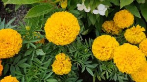 Бархатцы Тайшан. Лето 2024.