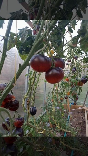 растут помидоры осенью 🍅 смотреть онлайн