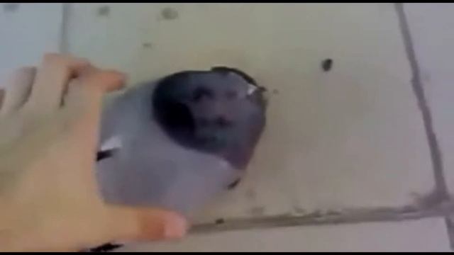 старые приколы смотреть онлайн