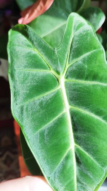 #plants #растения #алоказия мишольца