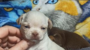 #щенки_породы_чихуахуа 08/05/25 Осторожно! Милота зашкаливает)))