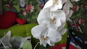 Полив орхидей во мху, в коре, в закрытой системе и клас?