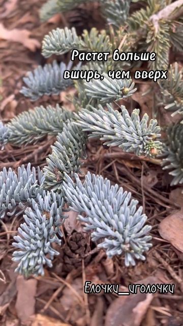 Пихта Глаука Процера Прострата #глаукапрострата #глау