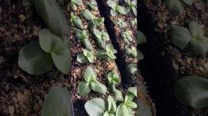 7 причин почему не растет эустома лизиантус