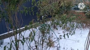 летние розовые воспоминания. зимнее цветение sarcococca, к?