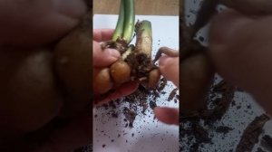 РЕАНИМАЦИЯ замиокулькаса БЕЗ КОРНЕЙ. Почему так проис