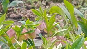 МОРОЗНИКИ. РАЗМНОЖЕНИЕ И УХОД.13 АПРЕЛЯ 2025 Г.