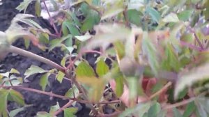 #сад #древовидныйпион / Древовидный пион. Некоторые ос?