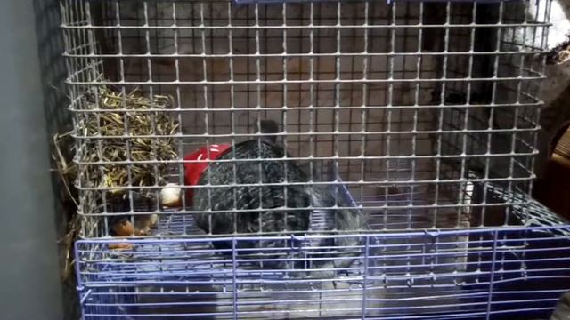 VID 2017 04 15 подушка в гамак смотреть онлайн