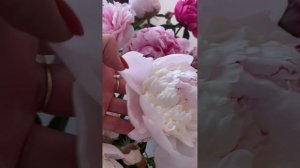 Срезка пионов 2024#пионы