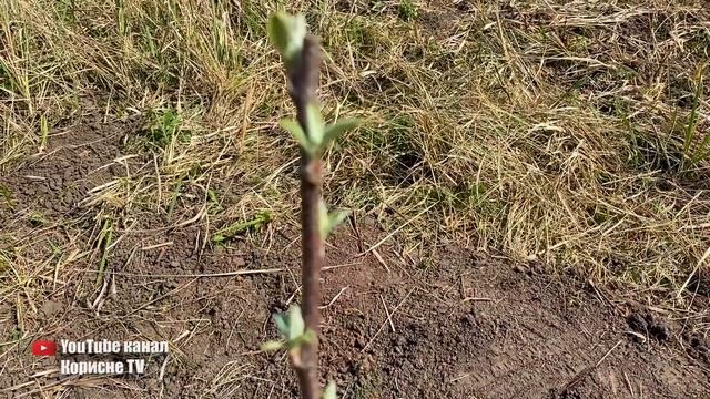 Обов'язково зробіть це після висаджування саджанців п