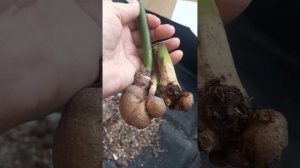 РЕАНИМАЦИЯ клубня замиокулькаса БЕЗ КОРНЕЙ в минерал?