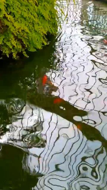 В Ботаническом саду Глазго!Подпишись/Glasgow Botanic Garden#shorts