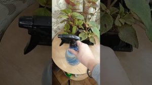 БЕГОНИИ: обработка от паутинного клеща #бегония #клубн