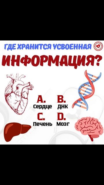 📚 Где хранится усвоенная информация в теле?