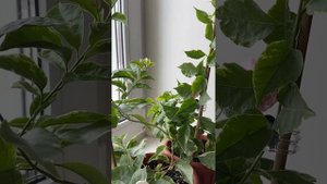 Бугенвиллия Glabra Variegata, пеларгония Ветер перемен