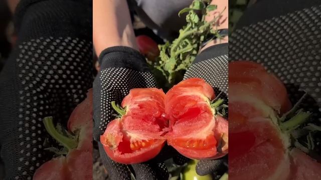 Томат Штамбовый король от Агрофирмы Сибирский Сад