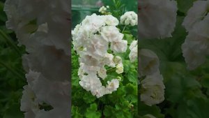 Пеларгония ИВ Галина Уланова