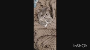 Обзор на кота