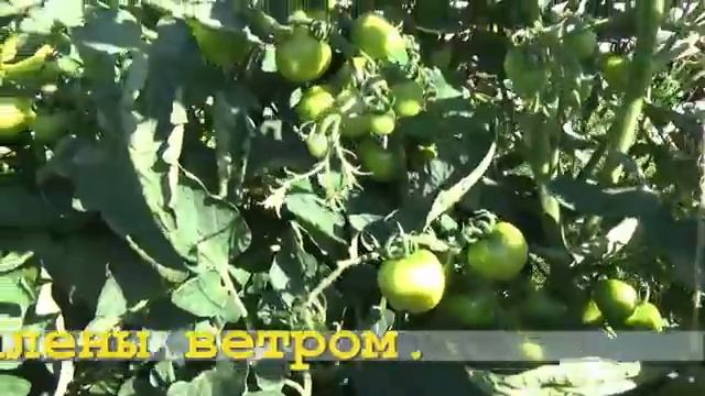 87. Огород под мульчей - без подкормок и болезней. РЕЗУЛЬТАТЫ.