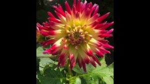 Галерея цветов/Георгины интересные факты