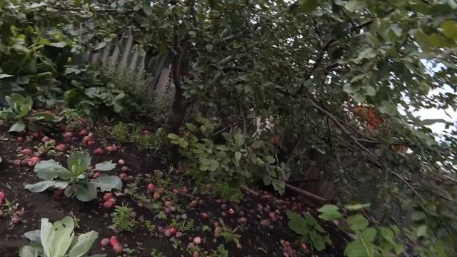 сделал кострер и сосиски на мангале но патом передума?