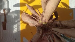 Деление георгин, более подробно