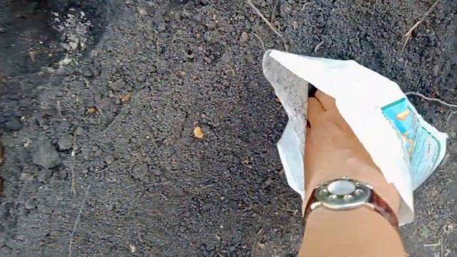 Высадка кабачков и патиссонов с кормилицей микоризой