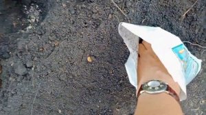 Высадка кабачков и патиссонов с кормилицей микоризой