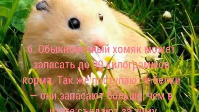 15 ФАКТОВ О ХОМЯКАХ. Символ канала. 💞Ballet-show💞 смотреть онлайн