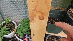 Пришла весна. Как перезимовали альстромерии в холодно