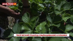 Выращивание клубники в Кыргызстане: первый урожай