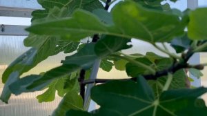 Самые полезные для попугая овощи и фрукты.