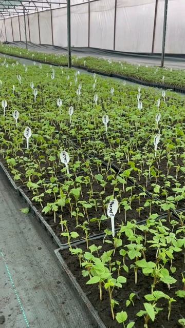 Саженцы ЗКС весна 2024 год смотреть онлайн