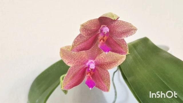 Первое цветение орхидеи Phal. bellina × Phal.  Green World