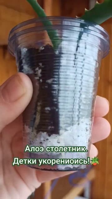 ОПЕЧАТКА!!! КОШМАР!!! ОСТАВЛЮ!!! Алоэ столетник. Детки ук?