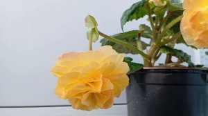 Бегония СанниДей F1 Сорбет(Begonia SunnyDay F1 Sorbet)