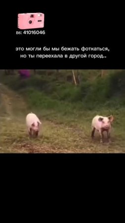 🌸 Розовый Kodak M35 — артикул WB 41016046
