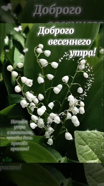 #доброгоутра #пожеланиедлядрузей #цветы #ландыши #виде