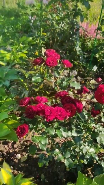 #цветывсаду #цветы #розы #флоксы #лилии #красота #растен