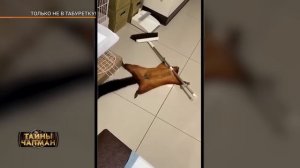 Дети вспоминают свои прошлые жизни. Тайны Чапман 19.08.202