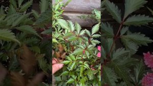 Астильба Fanal.  Красная? Да или нет?