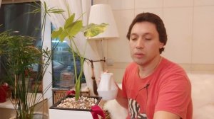 Алоказия Гагеана Вариегатная посадка на Фитиль