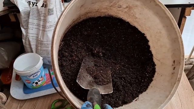 Посевной сезон 2025 открыт! Посев сельдерея.