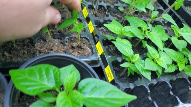 Стеллаж и лампы для выращивания рассады в домашних ус?