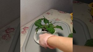 #220 Спасаем фиалку от перелива на фитильном поливе.